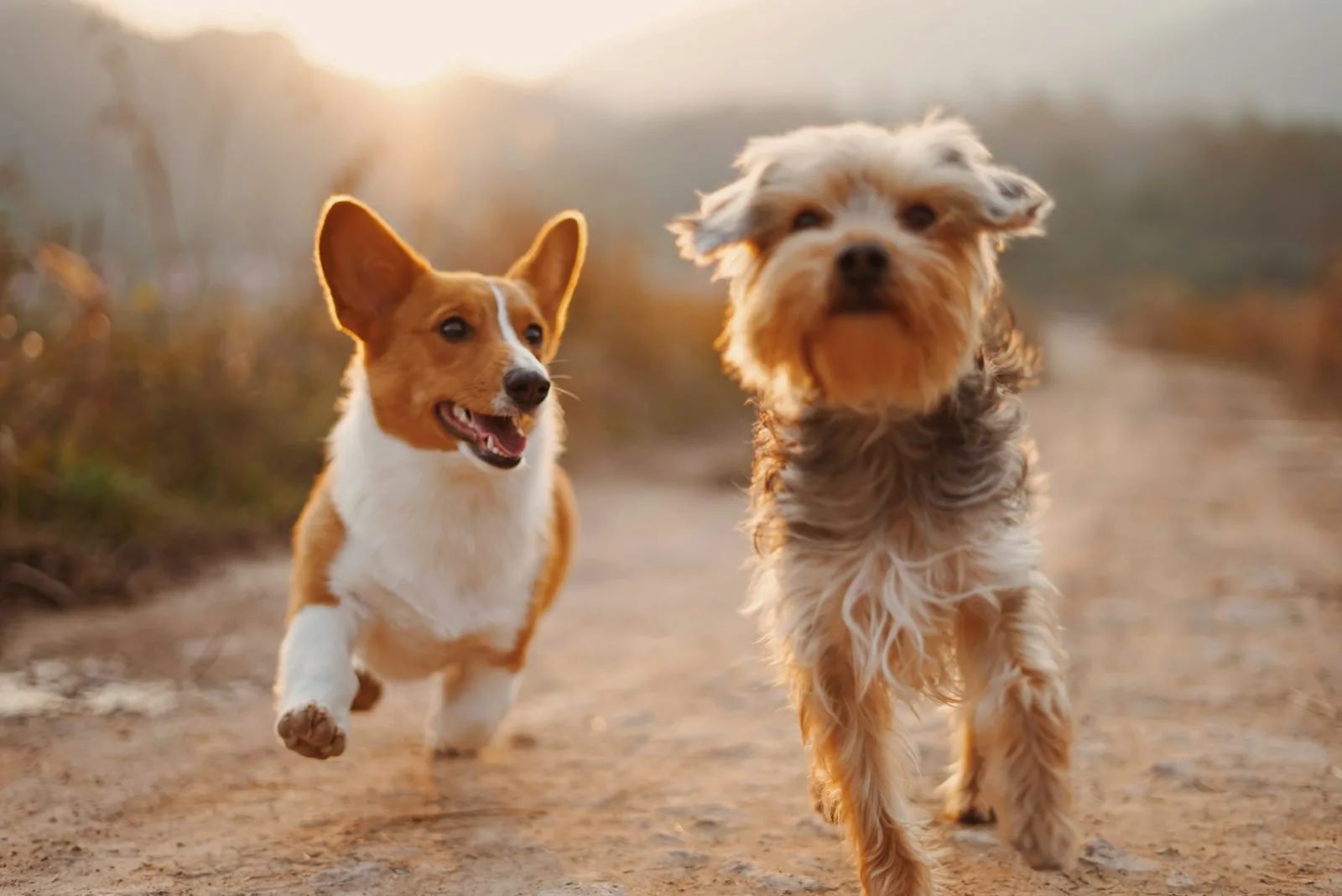 Perros corriendo