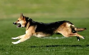 Perro corriendo bajo el sol