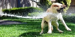 Perro refrescado con manguera