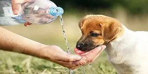 Perro bebiendo agua