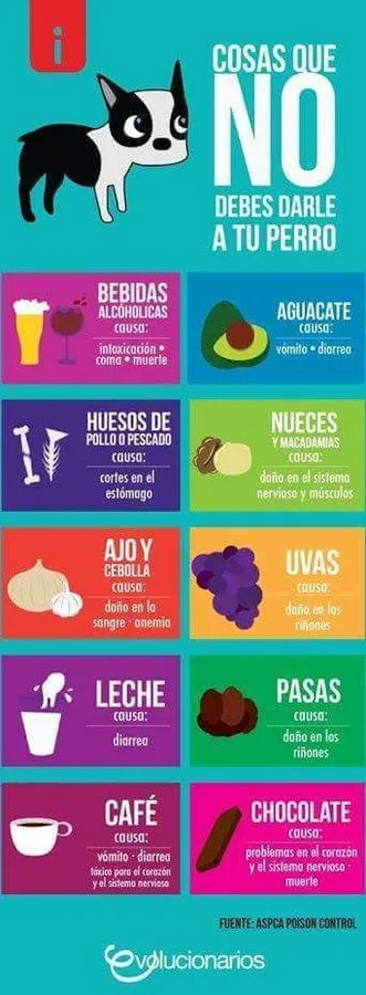 Tabla de alimentos prohibidos para perros