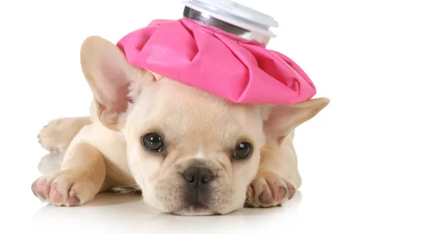 Perro con fiebre en la consulta veterinaria