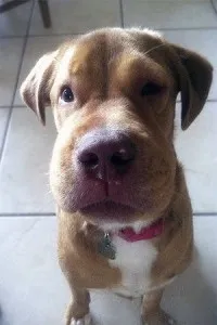 Perro con la cara hinchada por alergia