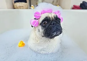 Baño del perro para eliminar el alérgeno