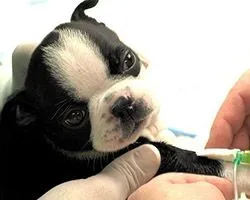 Cachorro hospitalizado con parvovirus